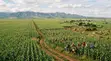 Eneo la Eka 110 kwa Kilimo Nchini Narok - Nkorkorri - 1