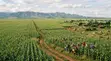 Eneo la Eka 110 kwa Kilimo Nchini Narok - Nkorkorri - 2