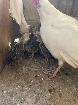 Bata Mzinga Waliofugwa Shambani