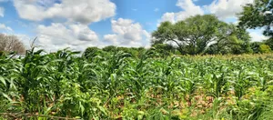 13 Acres Mixed-Use Land in Mavueni