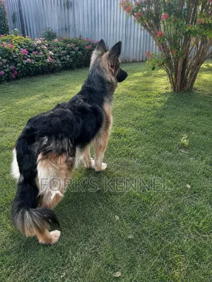 Binti Mbwa Mdogo wa German Shepherd Safi