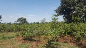 Runda Gardens Prime Residential Serviced Red Soil 3/4 Acre Plot