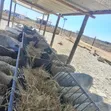 4 Acres Farmland with 300 Goats for Sale in Kitengela - 2