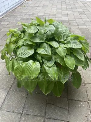 Houseplant Revival Service