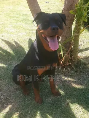 Rottweiler Safi, Mume, Miezi 6-12