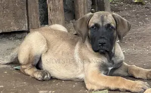 Purebred Boerboel Puppy - 1-3 Months Old