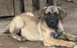Mbwa wa Boerboel Safi - Miezi 1-3 - 1