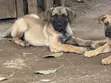 Mbwa wa Boerboel Safi - Miezi 1-3 - 2