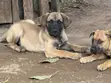 Mbwa wa Boerboel Safi - Miezi 1-3 - 3