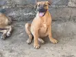 Mbwa wa Boerboel Safi - Miezi 1-3 - 4