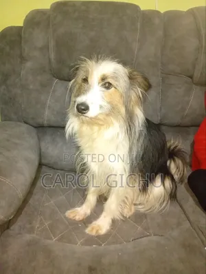 Kike Mchanganyiko wa Maltese, Miaka 3