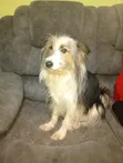 Female Mixed Breed Maltese, 3 Years Old - 1