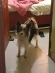Female Mixed Breed Maltese, 3 Years Old - 4