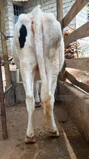 Ng'ombe Mwenye Mimba wa Holstein wa Miezi 3.5