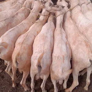 Mbuzi Safi wa Kisomali Galla