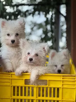 Mbwa Mdogo wa Kiume Aina ya Maltese Safi Mwezi 1-3
