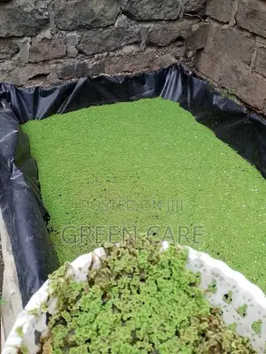 Azolla Seedlings - 1st Choice