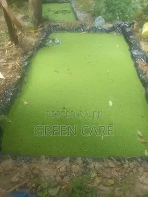 Azolla Seedlings - 1st Choice