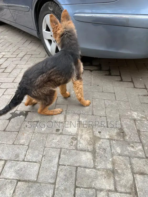 Female Purebred German Shepherd Puppy (3-6 Months) - 1