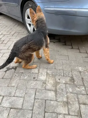 Female Purebred German Shepherd Puppy (3-6 Months)