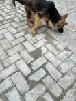 Female Purebred German Shepherd Puppy (3-6 Months) - 2