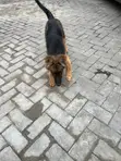 Female Purebred German Shepherd Puppy (3-6 Months) - 3