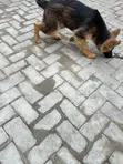 Female Purebred German Shepherd Puppy (3-6 Months) - 4