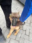 Female Purebred German Shepherd Puppy (3-6 Months) - 5