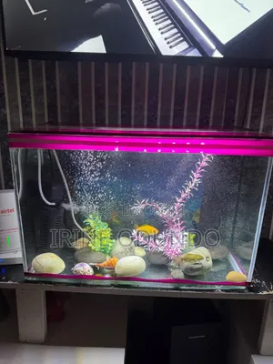 Aquarium ya Lita 30 na Vifaa