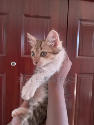 Male Mixed Breed Tabby Kitten, 1-3 Months