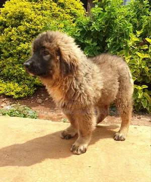 Mtoto wa Mbwa Mzazi wa Caucasian Shepherd (Miezi 1-3)