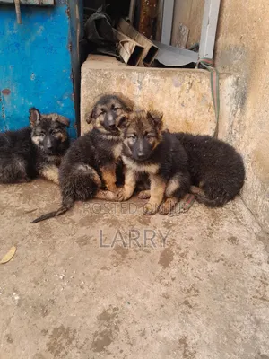 Kizibo cha German Shepherd Mwanamume Mweupe, Miezi 1-3
