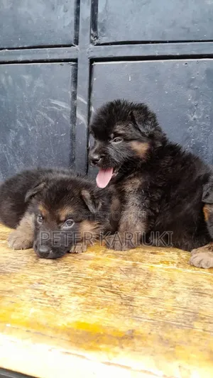 Mbwa wa Kijerumani wa Mwezi 1-3 wa Kiume Safi