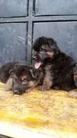 Mbwa wa Kijerumani wa Mwezi 1-3 wa Kiume Safi - 1