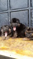 Mbwa wa Kijerumani wa Mwezi 1-3 wa Kiume Safi - 2