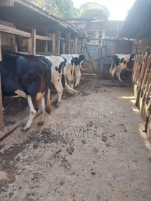 Ng'ombe wa Maziwa - Mseto wa Friesian