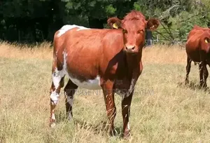 Ng'ombe wa Maziwa (Mabroketi Wanaotarajia Kuzaa)