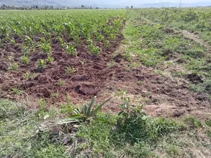 1/8 Acre Plot for Sale in Lusiget, Kikuyu