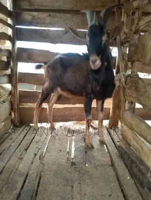 German Alpine Buck Goat for Sale