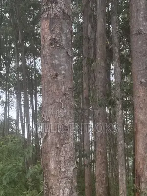 Miti Zaidi Ya 800 Ya Blue Gum Kwa Mauzo