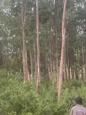 800+ Mature Blue Gum Trees for Sale
