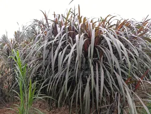 Australian Red Napier Grass Fodder Cutting