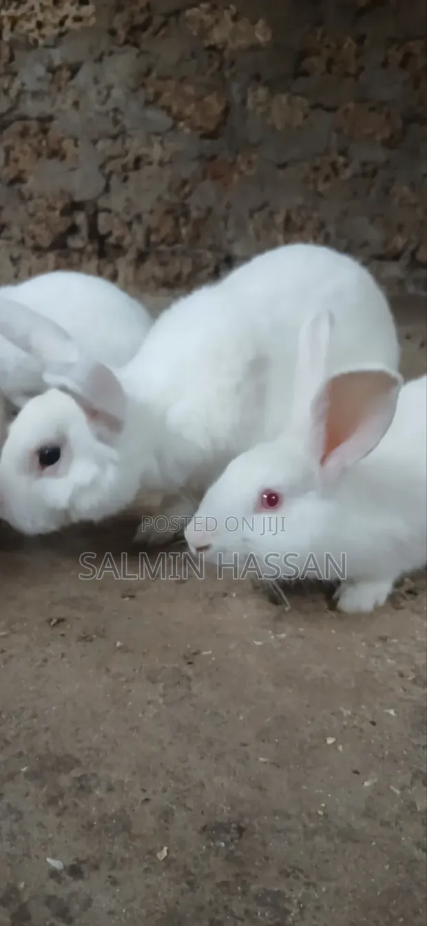 New Zealand White Rabbits - 1