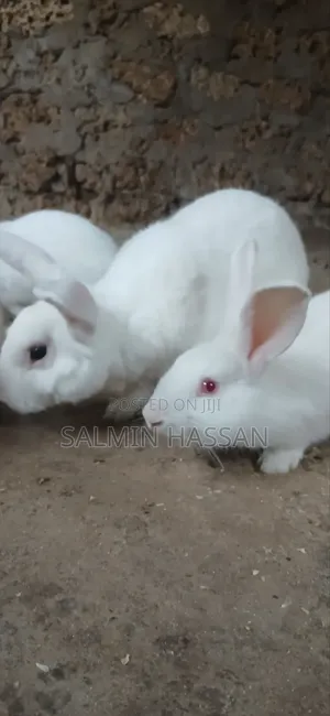 New Zealand White Rabbits