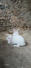 New Zealand White Rabbits - 2