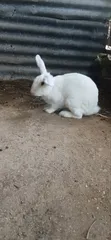 New Zealand White Rabbits - 3