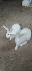 New Zealand White Rabbits - 4