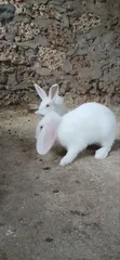 New Zealand White Rabbits - 5