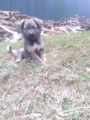 Mbwa wa Kijerumani Mchanganyiko, Kiume, Miezi 1-3