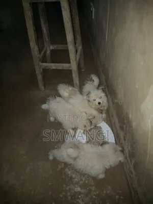 Female Purebred Maltese Puppy